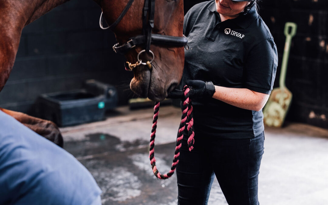 Level 6 Diploma in Principles of Advanced Equine Hydrotherapy