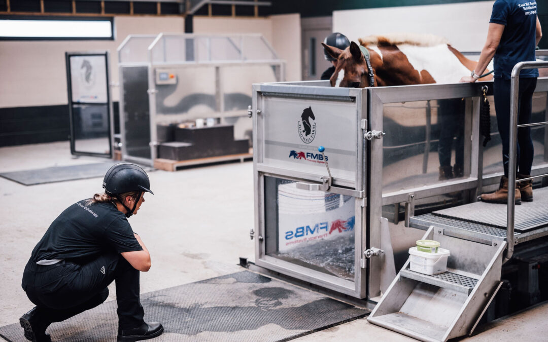 Level 6 Diploma in Applied Advanced Equine Hydrotherapy